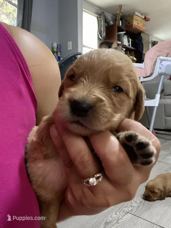 Mariah – Golden Retriever puppy for sale in San Antonio, TX