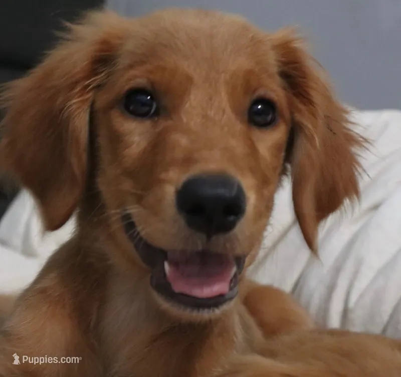 Cinnamon  – Golden Retriever puppy for sale in San Antonio, TX