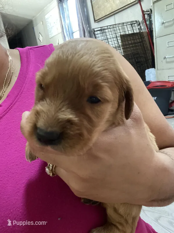 Joy – Golden Retriever puppy for sale in San Antonio, TX