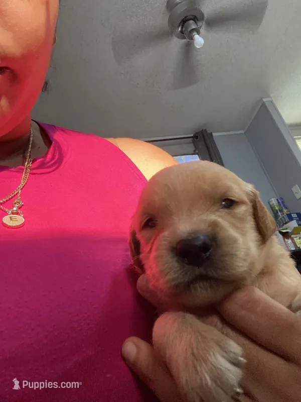 Josh – Golden Retriever puppy for sale in San Antonio, TX