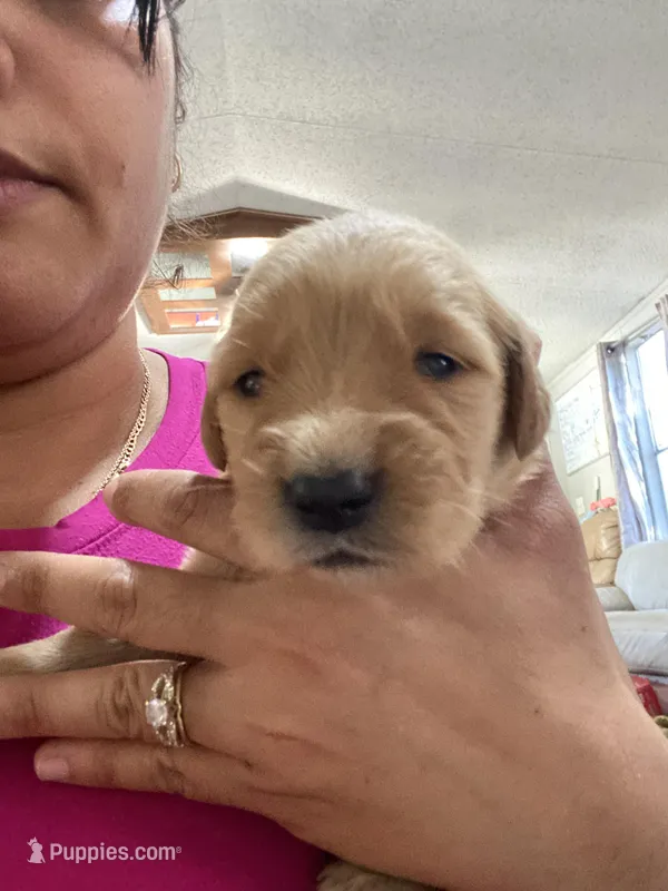 Chia – Golden Retriever puppy for sale in San Antonio, TX