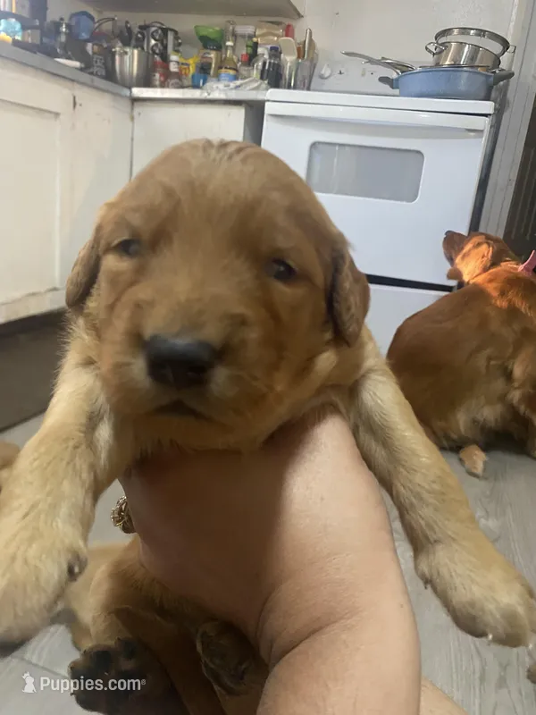 Cinnamon  – Golden Retriever puppy for sale in San Antonio, TX