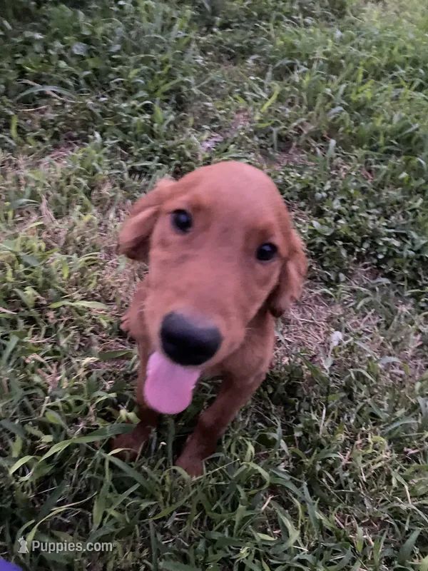 May – Golden Retriever puppy for sale in San Antonio, TX