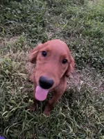 May, a female Golden Retriever for sale in San Antonio, TX – 1 of 1