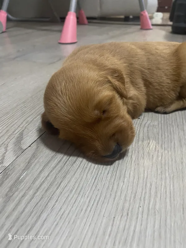 Alex – Golden Retriever puppy for sale in San Antonio, TX