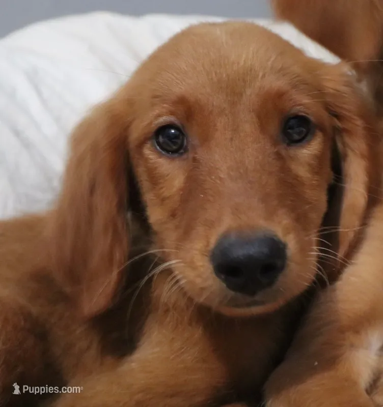Strawberry  – Golden Retriever puppy for sale in San Antonio, TX