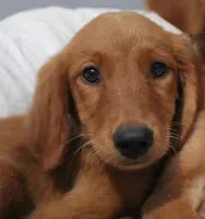 Strawberry , a female Golden Retriever for sale in San Antonio, TX – 1 of 1