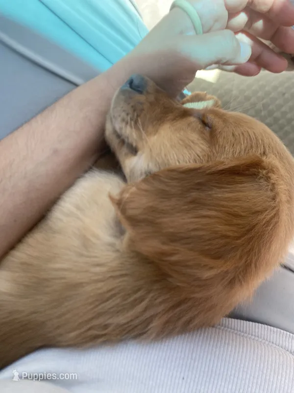 Strawberry  – Golden Retriever puppy for sale in San Antonio, TX