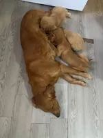 Cinnamon , a female Golden Retriever for sale in San Antonio, TX – 2 of 2