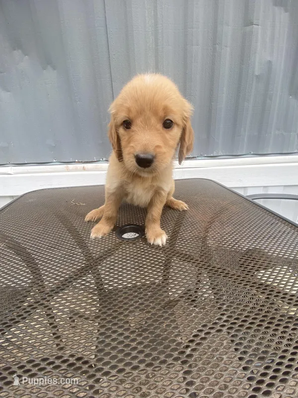 Blondie  – Golden Retriever puppy for sale in San Antonio, TX
