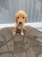 Blondie , a female Golden Retriever for sale in San Antonio, TX – 1 of 1