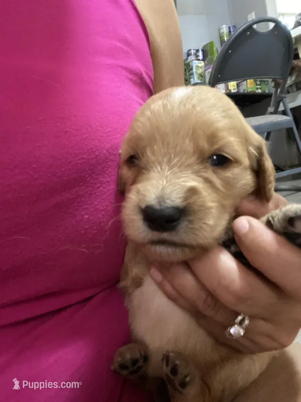 Blondie  – Golden Retriever puppy for sale in San Antonio, TX