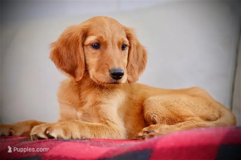 Sunset – Golden Retriever puppy for sale in San Antonio, TX