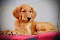 Sunset, a female Golden Retriever for sale in San Antonio, TX – 1 of 1