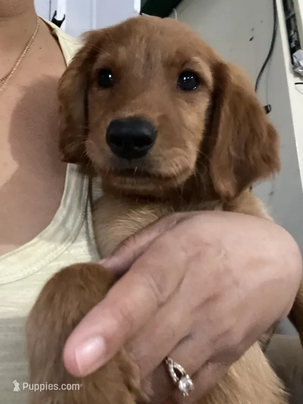 Cinnamon  – Golden Retriever puppy for sale in San Antonio, TX