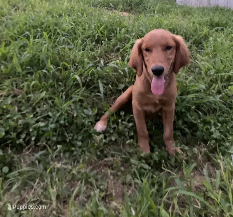 April – Golden Retriever puppy for sale in San Antonio, TX