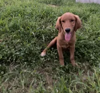 April, a female Golden Retriever for sale in San Antonio, TX – 1 of 1