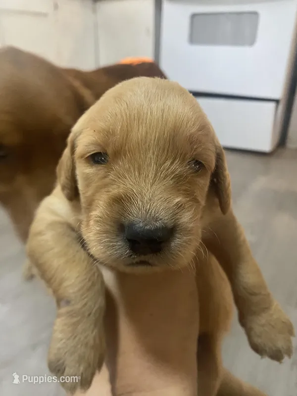 Strawberry  – Golden Retriever puppy for sale in San Antonio, TX