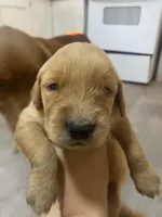 Strawberry , a female Golden Retriever for sale in San Antonio, TX – 1 of 1