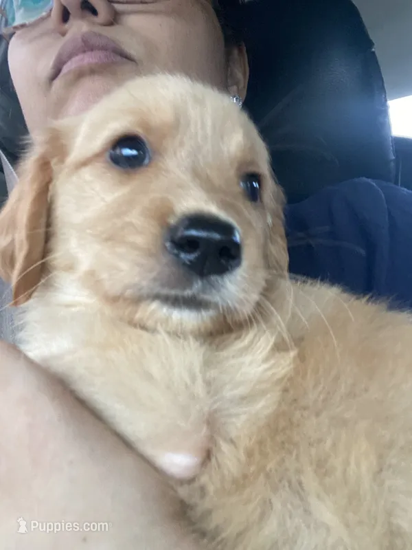 Chia – Golden Retriever puppy for sale in San Antonio, TX