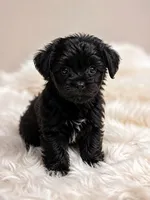 Melo, a male French Bulldog and Maltipoo for sale in Rocky Mount, NC – 2 of 4