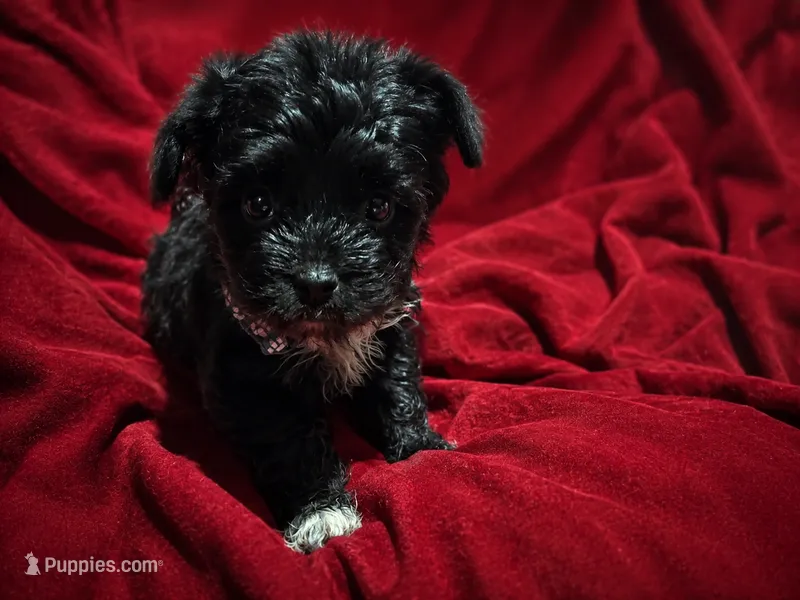 Melo – French Bulldog, Maltipoo puppy for sale in Rocky Mount, NC