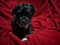 Melo, a male French Bulldog and Maltipoo for sale in Rocky Mount, NC – 1 of 4