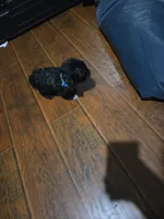 Melo, a male French Bulldog and Maltipoo for sale in Rocky Mount, NC – 3 of 4
