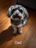 Melo, a male French Bulldog and Maltipoo for sale in Rocky Mount, NC – 4 of 4