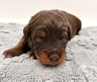 Male #3, a male Miniature Aussiedoodle for sale in Columbia, KY – 1 of 2