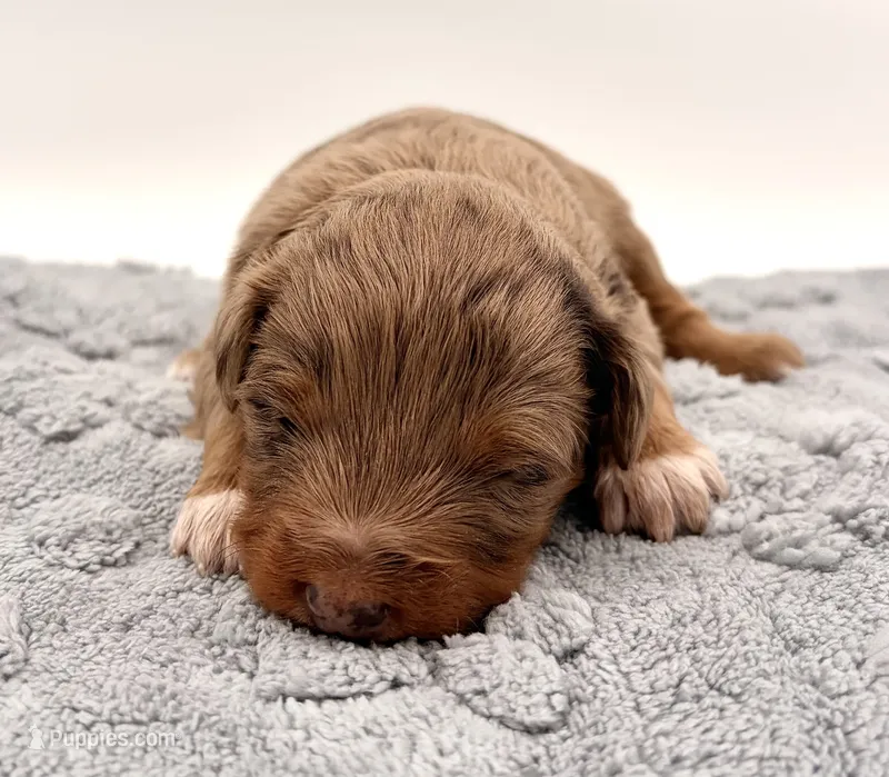 Female #2, a female Miniature Aussiedoodle for sale in Columbia, KY – 1 of 2