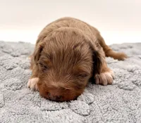 Female #2, a female Miniature Aussiedoodle for sale in Columbia, KY – 1 of 2
