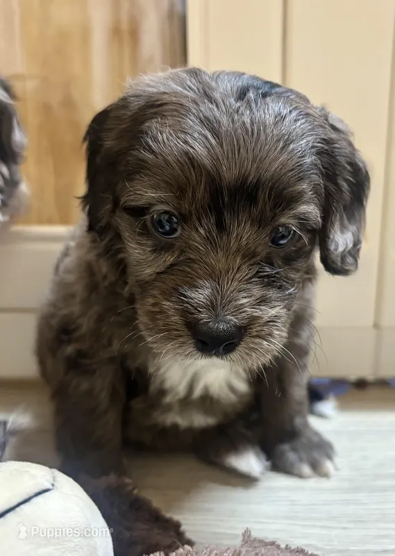 #1 blue Merle female