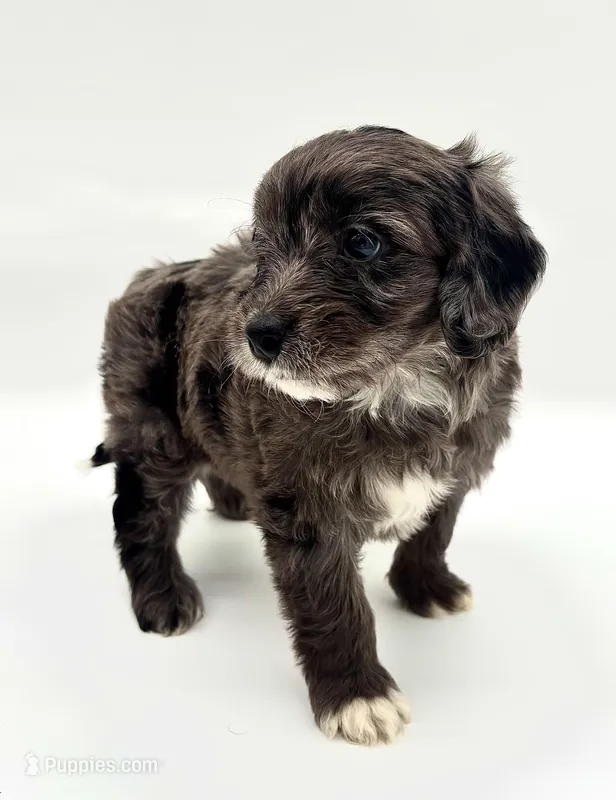 #1 blue Merle female