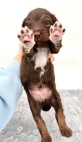 Male #1, a male Miniature Aussiedoodle for sale in Columbia, KY – 2 of 2