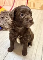 Chocolate male, a male Miniature Aussiedoodle for sale in Columbia, KY – 6 of 6