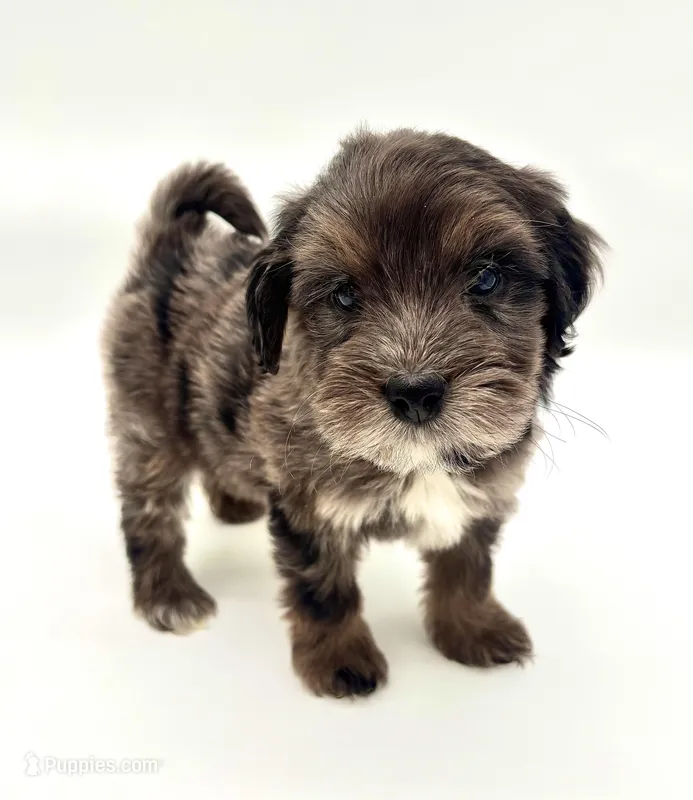 #2 blue Merle female