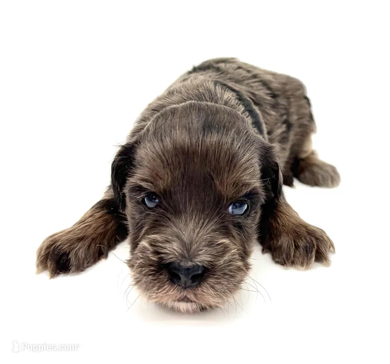 #2 blue Merle female