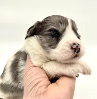 processed/ab138bc5-01f4-4278-9a75-1c750db4fdae/listing/2bc31d57-4f2c-466e-9274-c9189889644c/54a25511-9a9b-4962-85bf-d86bfe6accbc