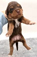 Female #4, a female Miniature Aussiedoodle for sale in Columbia, KY – 2 of 2