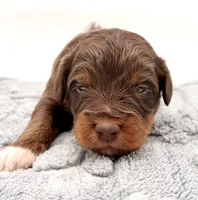 Male #4, a male Miniature Aussiedoodle for sale in Columbia, KY – 1 of 2