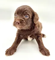 White socks chocolate male, a male Miniature Aussiedoodle for sale in Columbia, KY – 5 of 6