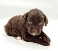 White socks chocolate male, a male Miniature Aussiedoodle for sale in Columbia, KY – 1 of 6