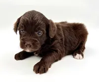 White socks chocolate male, a male Miniature Aussiedoodle for sale in Columbia, KY – 3 of 6