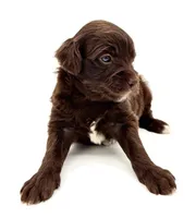 White socks chocolate male, a male Miniature Aussiedoodle for sale in Columbia, KY – 4 of 6