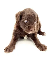 White socks chocolate male, a male Miniature Aussiedoodle for sale in Columbia, KY – 2 of 6