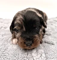 Male #6, a male Miniature Aussiedoodle for sale in Columbia, KY – 1 of 2