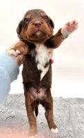 Male #2, a male Miniature Aussiedoodle for sale in Columbia, KY – 2 of 2
