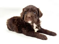 Chocolate male, a male Miniature Aussiedoodle for sale in Columbia, KY – 2 of 6
