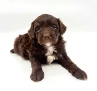 Chocolate male, a male Miniature Aussiedoodle for sale in Columbia, KY – 3 of 6